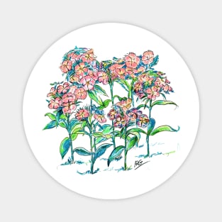 Sweet Williams Flowers color pencil Magnet